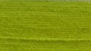 Lime Peel