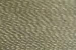 Taupe Gray