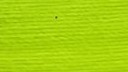 Vivid Lime Green